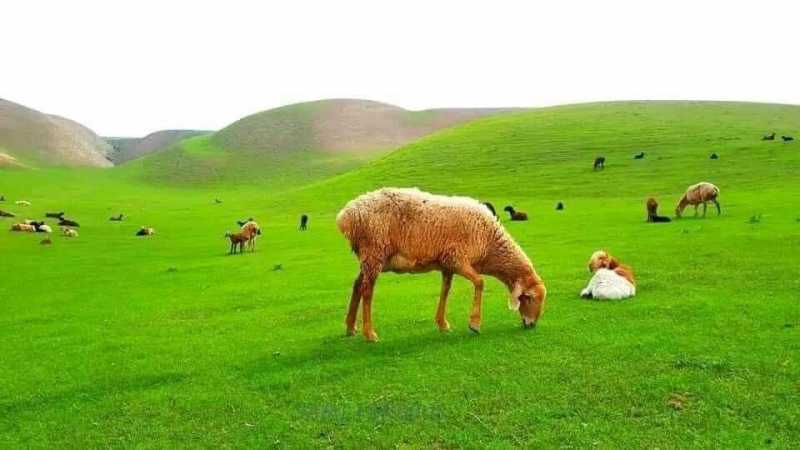 فخار - تخار - افغانستان 